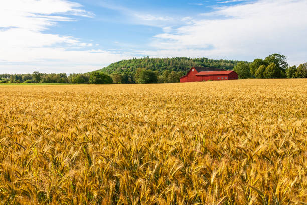 istock Cereal field with a farm by a hill 1325200808