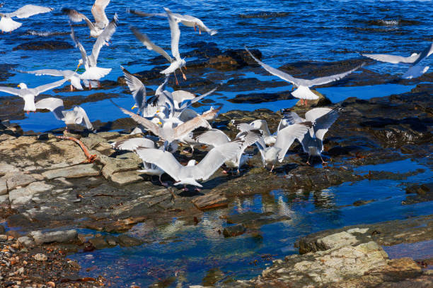 istock Flock with gulls at a rocky shore 1325200819