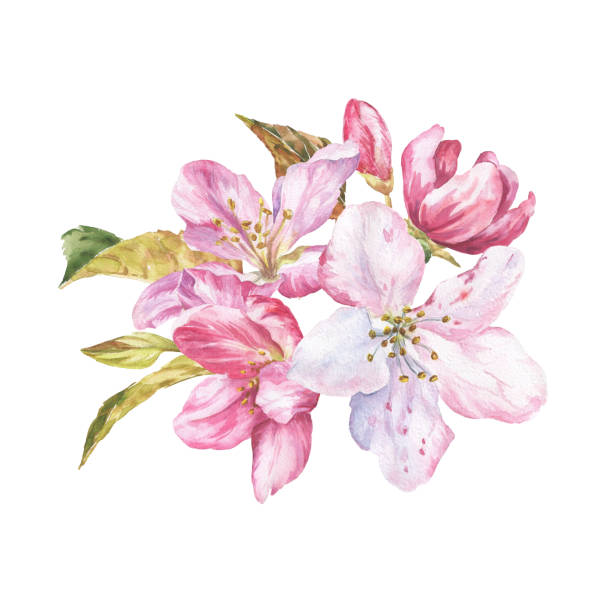 istock Cherry blossom watercolor bouquet on white background. Watercolour botanical illustration. 1325200858