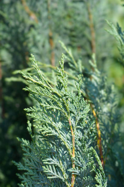 Lawsons Cypress Columnaris Glauca Lawsons Cypress Columnaris Glauca - Latin name - Chamaecyparis lawsoniana Columnaris Glauca port orford cedar stock pictures, royalty-free photos & images