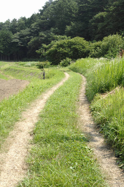 istock Country roads and forests 1325201469