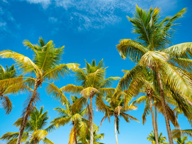 istock Palm Trees of Dominican Republic 1325202706