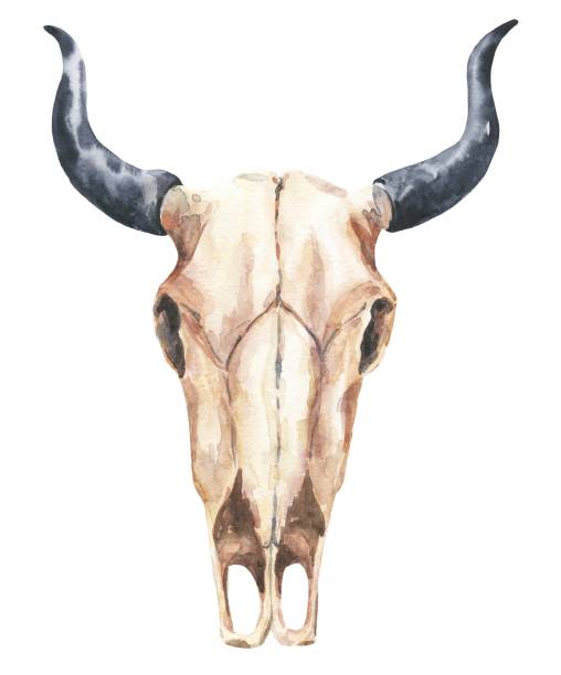 illustrazioni stock, clip art, cartoni animati e icone di tendenza di cranio di toro ad acquerello isolato su sfondo bianco. illustrazione ad acquerello. - horned death dead texas longhorn cattle