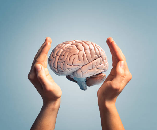 Fragile Brain care Human hands protecting a fragile brain cerebrum photos stock pictures, royalty-free photos & images