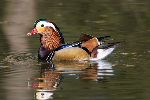 The mandarin duck, Aix galericulata is a perching duck species found in East Asia. Here at a lake in Munich, Germany