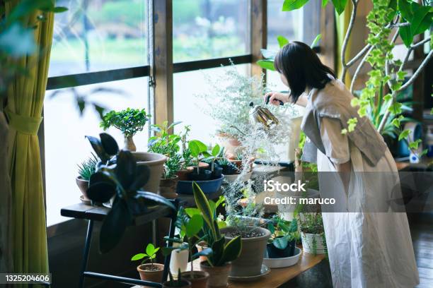 葉の植物を見ている若い女性