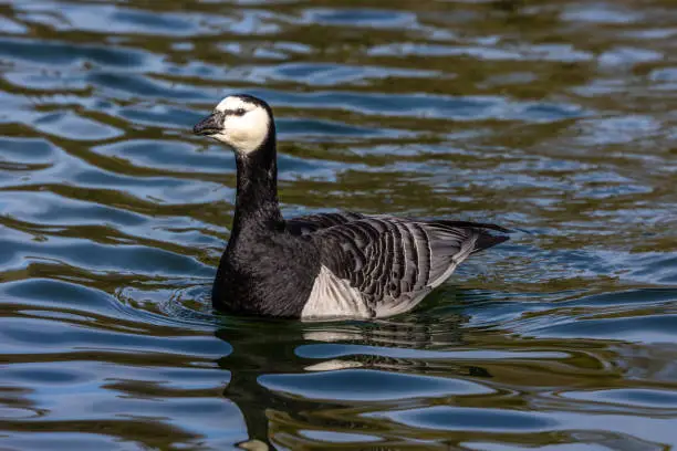 Barnacle goose, Branta leucopsis at a lake near Munich in Germany. It belongs to the genus Branta of black geese, which contains species with largely black plumage