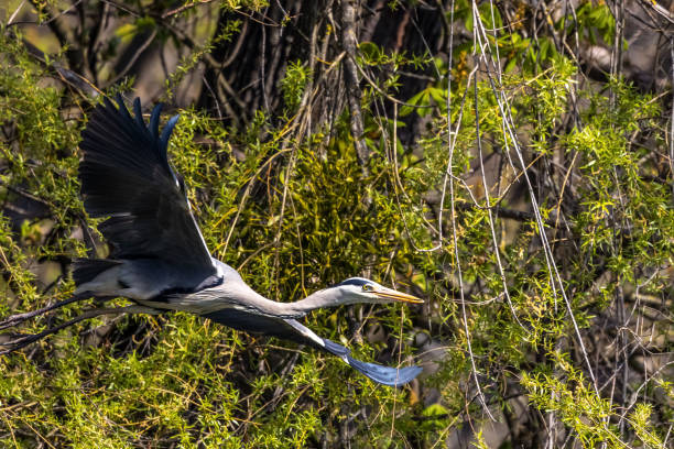 istock Grey Heron or Ardea cinerea. Single Grey Heron in flight. 1325204831