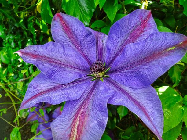 istock Flowers in June 1325204887