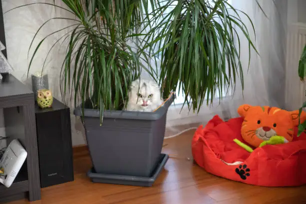 Photo of Chinchilla kitten, Scottish Fold LongHair, White Kitten is relaxing in the flowerpot