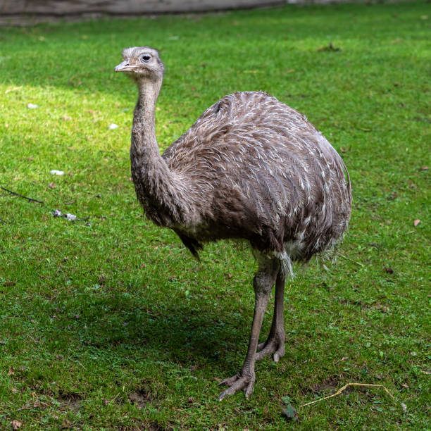 istock Darwin's rhea, Rhea pennata also known as the lesser rhea. 1325205469