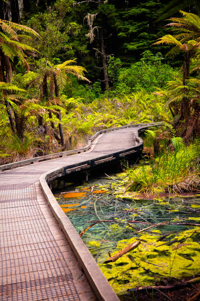 Wooden board walk across the old thermal pond in Redwoods Whakarewarewa Forest, a forest of naturalised coastal redwood on the outskirts of Rotorua, New Zealand View of wooden board walk across the old thermal pond in Redwoods Whakarewarewa Forest, a forest of naturalised coastal redwood on the outskirts of Rotorua, New Zealand whakarewarewa stock pictures, royalty-free photos & images