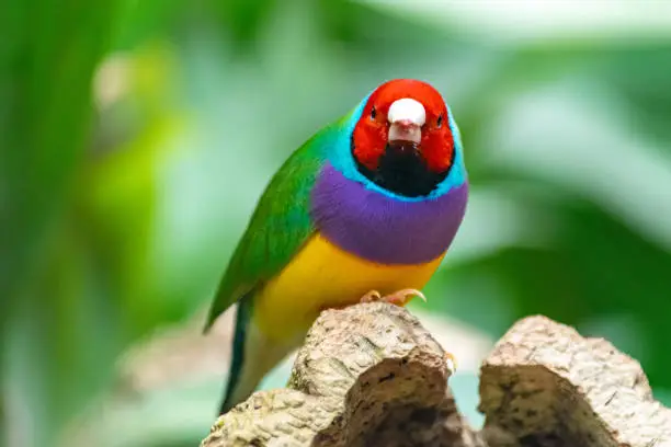 A close up image of colourful Gouldian finch bird perched on a tree trunk looking straight at the camera