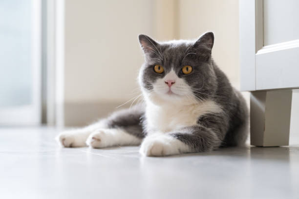 istock British Shorthair lying on the floor 1325205945