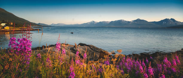 Bright beautiful landscape of the seashore in Tromso Novergia, blooming summer landscape stock photo