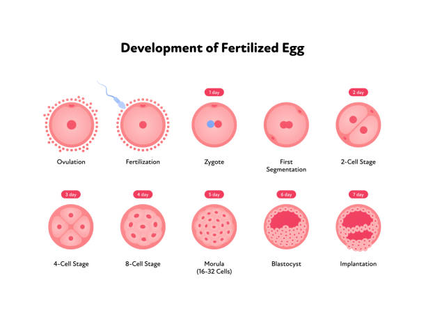 illustrazioni stock, clip art, cartoni animati e icone di tendenza di infografica sull'assistenza sanitaria per lo sviluppo umano precoce. illustrazione medica piatta vettoriale. icona delle fasi del processo di fecondazione delle uova dall'ovulazione all'impianto isolato su sfondo bianco. - egg cell