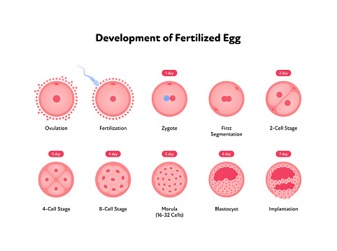 Early human development health care infographic. Vector flat medical illustration. Icon of stages of egg fertilizacion process from ovulation to implantation isolated on white background.