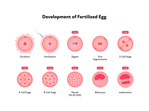 Early human development health care infographic. Vector flat medical illustration. Icon of stages of egg fertilizacion process from ovulation to implantation isolated on white background. Early human development health care infographic. Vector flat medical illustration. Icon of stages of egg fertilizacion process from ovulation to implantation isolated on white background. human blastocyst stock illustrations