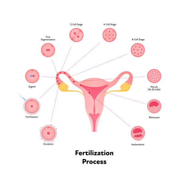 Early human development health care infographic. Vector flat medical illustration. Stages of egg fertilizacion process from ovulation to implantation in uterus isolated on white background. Early human development health care infographic. Vector flat medical illustration. Stages of egg fertilizacion process from ovulation to implantation in uterus isolated on white background. fertilized egg stock illustrations