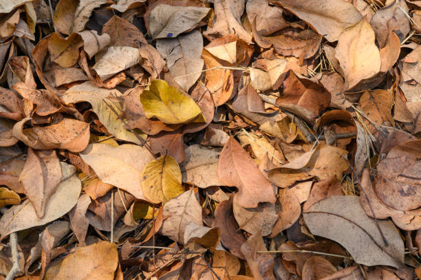istock Top view of Dry leaves fall off. ideal for backgrounds and textures. 1325207232
