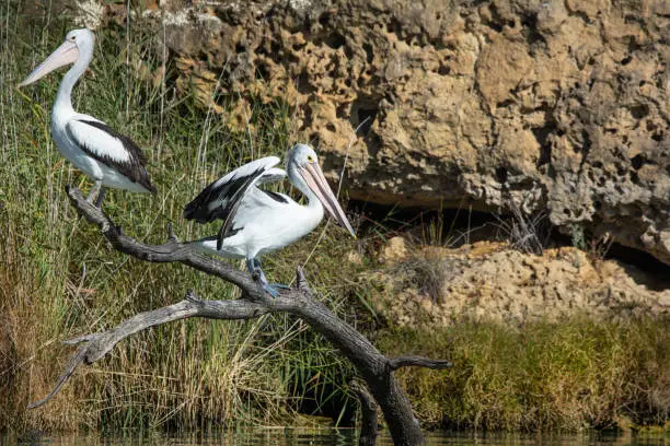 Australian Pelicans, Pelecanus conspicillatus perched on a snag in the River Murray, South Australia. Wild native birds in their natural enviroment.