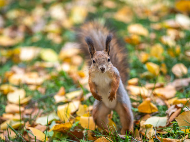 istock Autumn squirrel on green grass with fallen yellow leaves 1325207402
