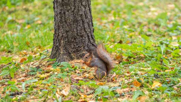 istock Autumn squirrel on green grass with fallen yellow leaves 1325207404