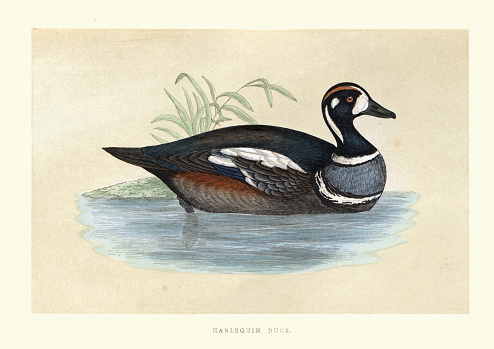 Vintage illustration, The harlequin duck (Histrionicus histrionicus) is a small sea duck.