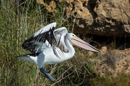 Australian Pelican launching into flight, motion blur on wing tips, shallow depth of field. Soft natural background reeds and rock.