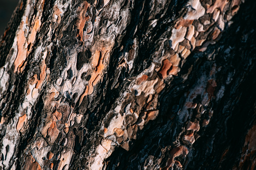 Close-Up Pine Tree Trunk