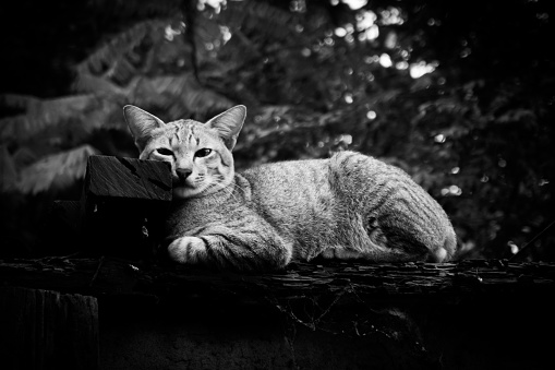 Beautiful British shorthair cats headshot