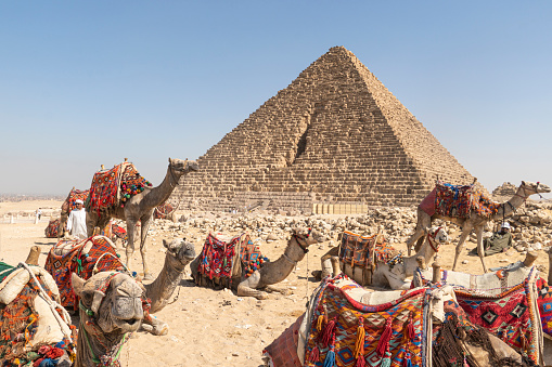 Cairo, Egypt. May 17, 2021: Many camels and Bedouins rest on the sand in the desert in Africa against the backdrop of the great pyramid. Camels for riding tourists.