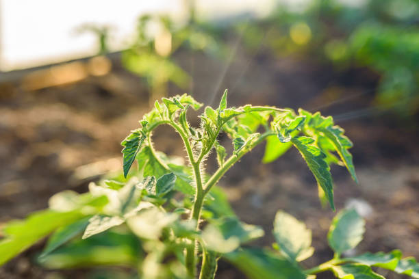 istock Tomato seedlings, gardening 1325214827
