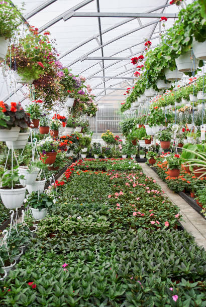 istock Green plants growing at the greenhouse with different flowers inside 1325215869