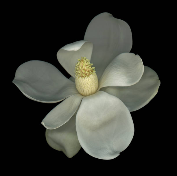 flor de magnolia blanca - magnolia white blossom flower fotografías e imágenes de stock