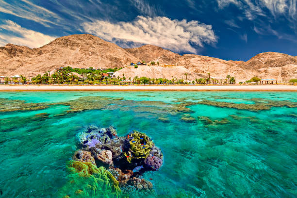 коралловые рифы в красном море, ближний восток - sinai peninsula стоковые фото и изображения