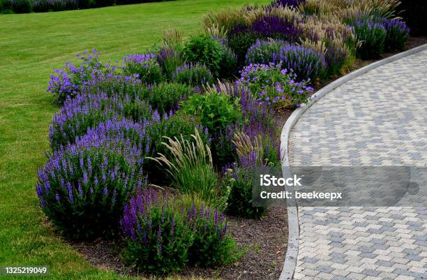 Bed Of Colorful Prairie Flowers In An Urban Environment Attractive To Insects And Butterflies Mulched By Gravel On The Corners Of The Essential Oil Large Boulders Against Crossing The Edges Stock Photo - Download Image Now