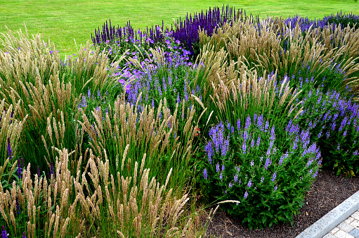 bed of colorful prairie flowers in an urban environment attractive to insects and butterflies, mulched by gravel. on the corners of the essential oil large boulders against crossing the edges , centranthus ruber, coccineus, albus, eremurus, robustus, melica ciliata, geranium endressii, salvia, nemorosa, mainacht, sedum telephium, magnigicum, himalaicus