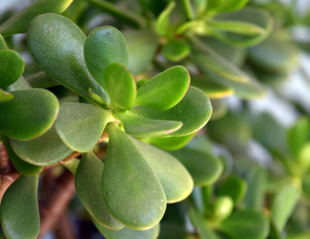 Jade plant - Crassula ovata - close-up Crassula ovata (Mill.) Druce - commonly known as jade plant, lucky plant, money plant, money tree or Japanese rubberplant - succulent plant native to southern Africa, Crassula ovata grows as an upright, rounded, thick-stemmed, heavily branched, evergreen shrub and reaches heights of up to 2.5 meters. The base is usually only sparsely branched. Sometimes a single main stem up to 6 centimetres in diameter is formed. The succulent shoots are gray-green. The bark of older twigs peels off in horizontal, brownish stripes. jade plant stock pictures, royalty-free photos & images