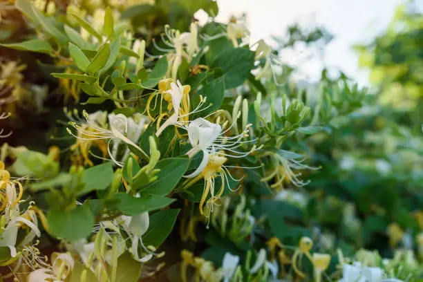 Blooming honeysuckle Bush near the house. White yellow Lonicera japonica Caprifolium perfoliate honeysuckle flowers. Honeysuckle Graham Thomas in the garden, hedge in horticulture, natural background and a green fence with white flowers