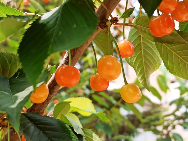 istock Fresh cherries on branch in Istanbul turkey 1325220316