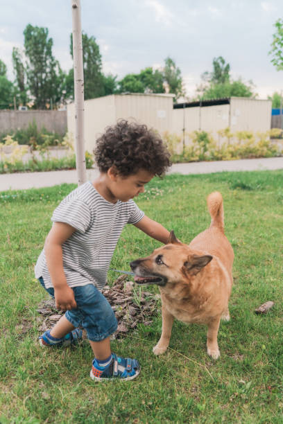 Boy walking with dog outdoors in summer