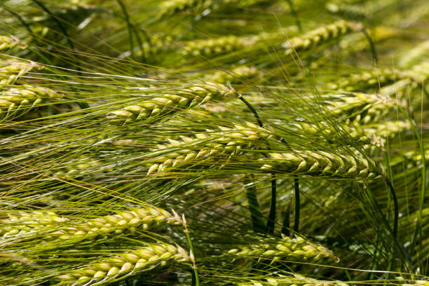 rye field with green unripe rye spikelets