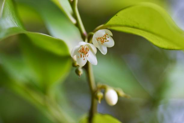 istock Japanese cleyera flowers. 1325221254