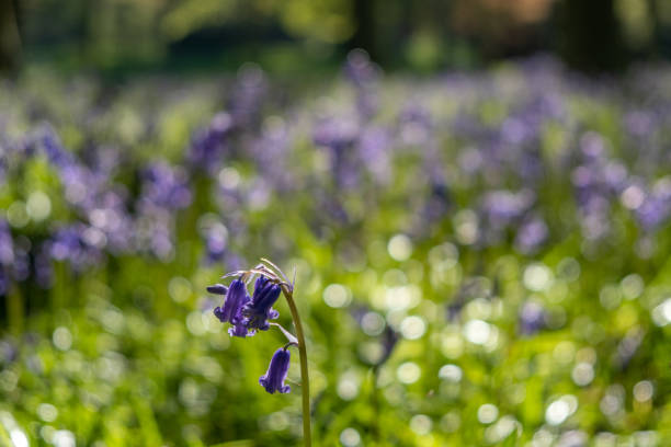 eine nahaufnahme einer blauglocke mit mehr blauglocken im hintergrund - wildflower spring close up daisy stock-fotos und bilder