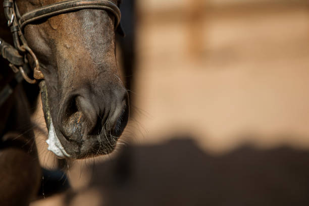 horse muzzle close-up view from bottom to top, soft focus.