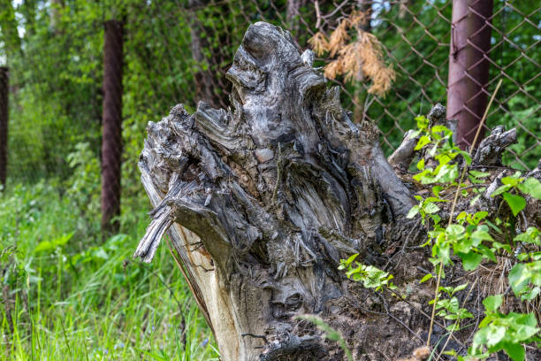 Dry stump (root) of a tree remaining after deforestation, against a background of green grass and a fence made of metal mesh.
