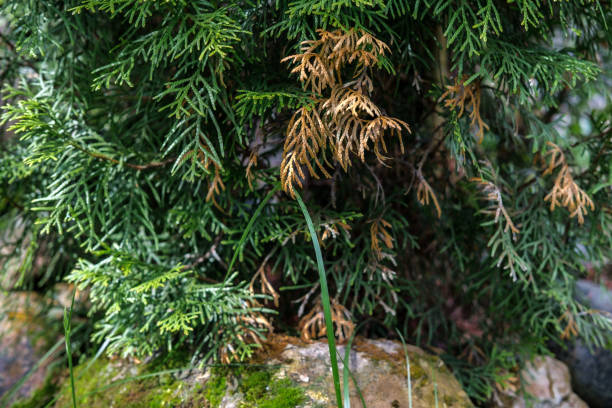dried branches of thuja. - cypress tree fotos imagens e fotografias de stock