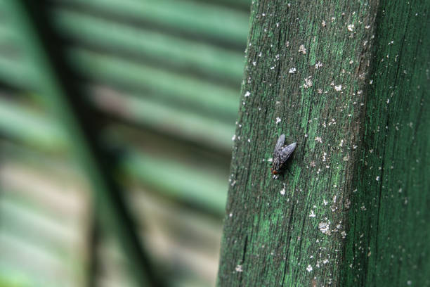 A small black fly with red eyes, the fly sits on a green wooden beam, left space for copy-space.