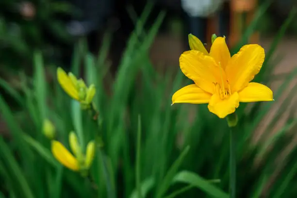 The yellow flower of a yellow daylily among green leaves and unfrozen buds in the garden.